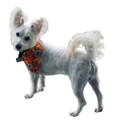 Everlan Trilogy by Conor Jest